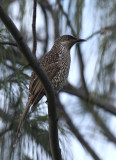 Brush Wattlebird