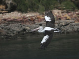 Australian Pelican