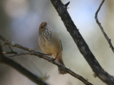 Brown Thornbill