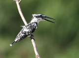 Pied Kingfisher