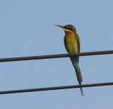 Blue-tailed Bee-eater