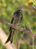 Black Drongo