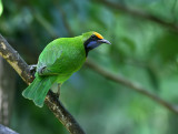 Golden-fronted Leafbird