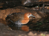 Slaty-legged Crake