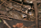 Scaly-breasted Partridges