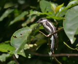 Bar-winged Flycatcher Shrike