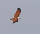 Brahminy Kite