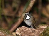 White-gorgetted Flycatcher