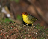 Chestnut-headed Tesia