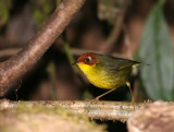 Chestnut-headed Tesia