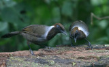 White-necked Laughingthrush