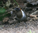 White-necked Laughingthrush