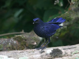 Blue Whistling Thrush