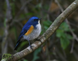 Himalayan Bluetail