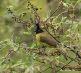 Black-crested Bulbul