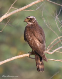 Grey-faced Buzzard, juvenile