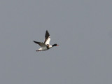 Common Shelduck