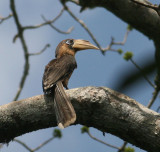 Rusty-cheeked Hornbill (Brown Hornbill)
