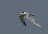 Lesser Crested Tern