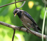 Rosy Starling