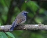 Rufous-gorgetted Flycatcher