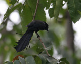 Rachet-tailed Treepie