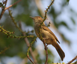 Olive (Bakers) Bulbul