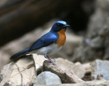 Indochinese Blue Flycatcher