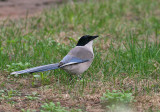 Azure-winged Magpie