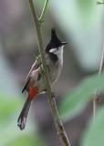 Red-whiskered Bulbul