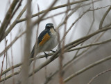 Orange-flanked Bush Robin