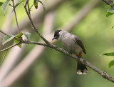 Sooty-headed Bulbul