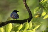 Blue&White Flycatcher