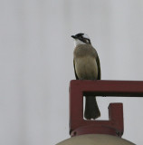 Chinese Bulbul