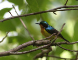 Ruby-cheeked Sunbird