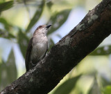 Mangrove Whistler