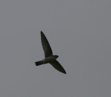 Germains Swiftlet