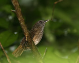 Streaked Wren Babbler