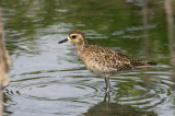 Pacific Golden Plover