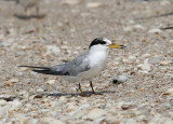 Little Tern