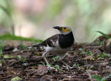 Black-collared Starling