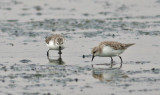 Spoon-billed Sandpiper