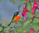 Green-tailed Sunbird