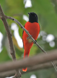 Scarlet Minivet, male