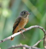 Ferruginous Flycatcher