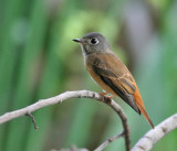 Ferruginous Flycatcher