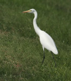 Intermediate Egret