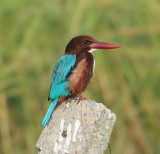 White-throated Kingfisher