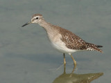 Wood Sandpiper