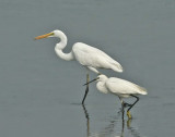 Great and Little Egret